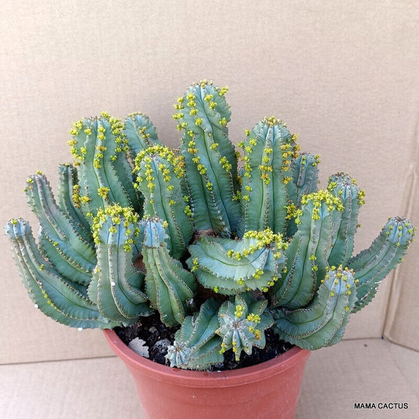 EUPHORBIA FRUTICOSA INERMIS