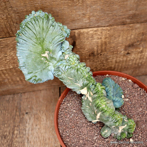 MYRTILLOCACTUS GEOMETRIZANS CRESTED STRICTUS