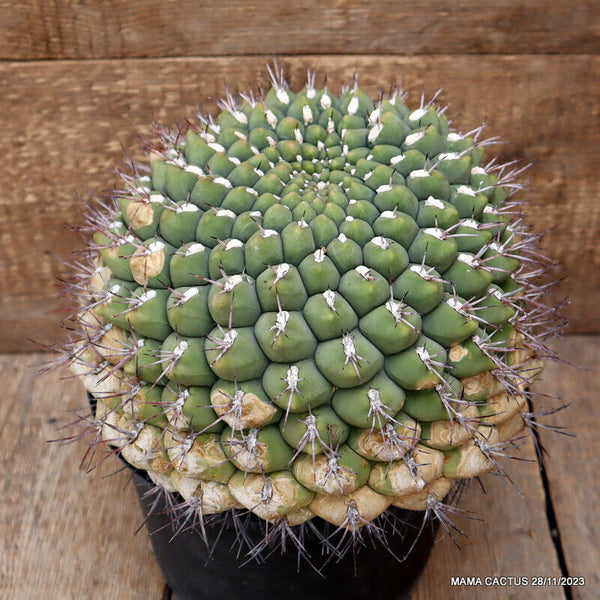 GYMNOCALYCIUM SAGLIONIS TILCARA ULTRA RARE