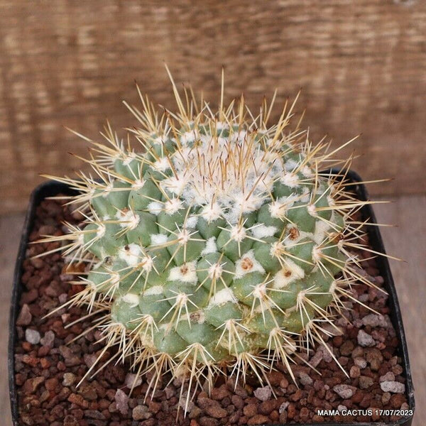 MAMMILLARIA PATTERSONII