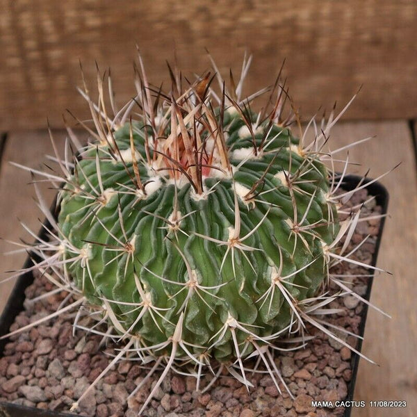 ECHINOFOSSULOCACTUS LAMELLOSUS