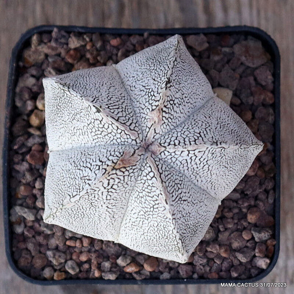 ASTROPHYTUM MYRIOSTIGMA ONZUKA