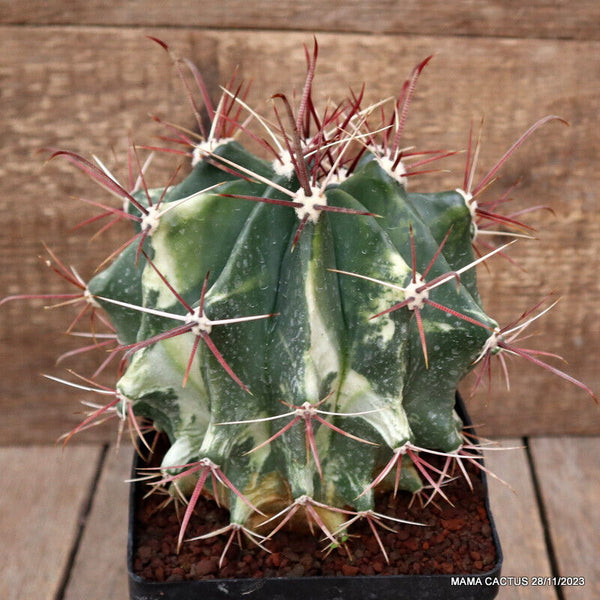 FEROCACTUS RECURVUS VARIEGATED