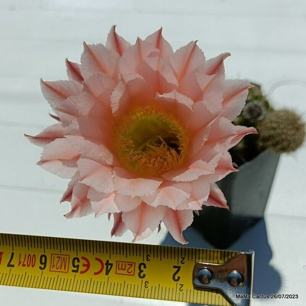 Flower  MaMa Cactus