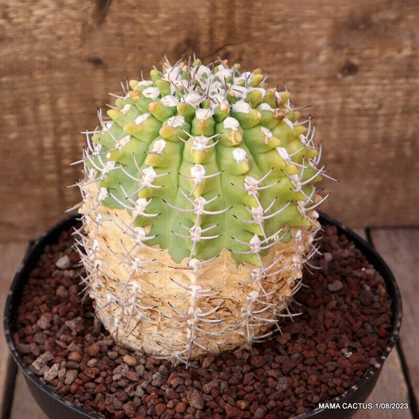 GYMNOCALYCIUM CASTELLANOSII