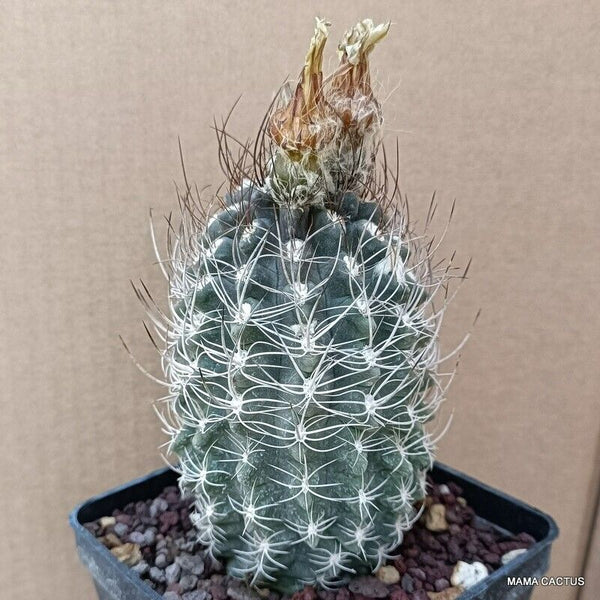 NEOPORTERIA OCCULTA