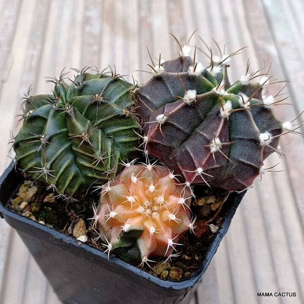 GYMNOCALYCIUM MIHANOVICHII VARIEGATED