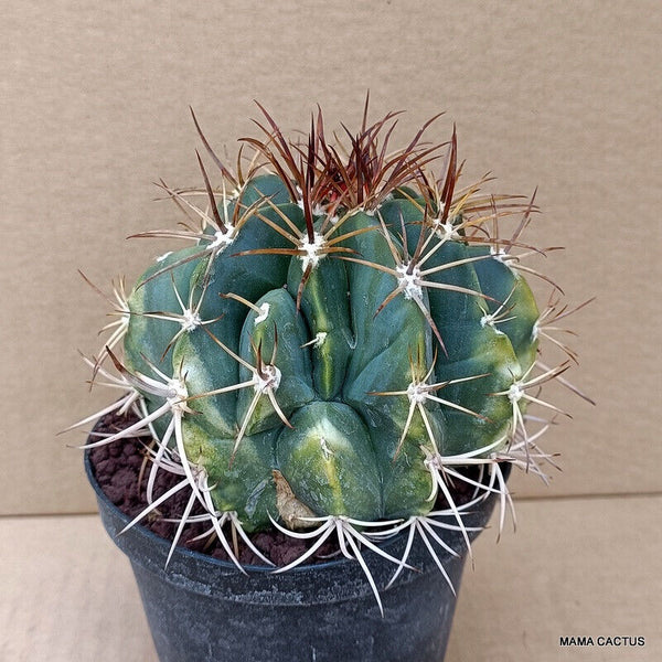 MELOCACTUS NERYI MONSTER