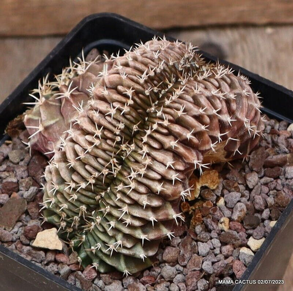 GYMNOCALYCIUM MIHANOVICHII CRESTED