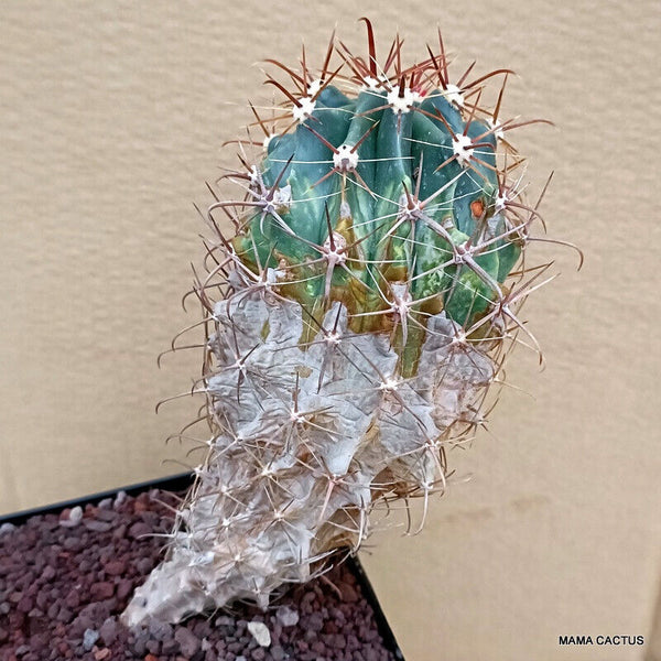 FEROCACTUS HORRIDUS BREVISPINUS
