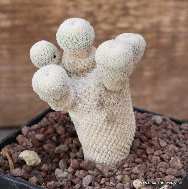 EPITHELANTHA MICROMERIS