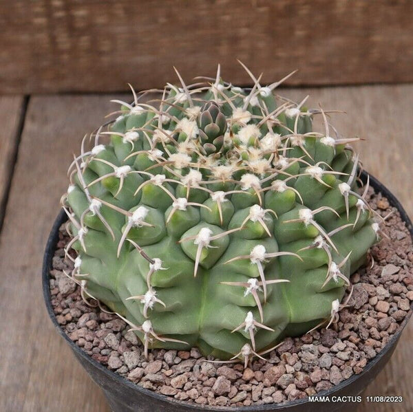GYMNOCALYCIUM VATTERI