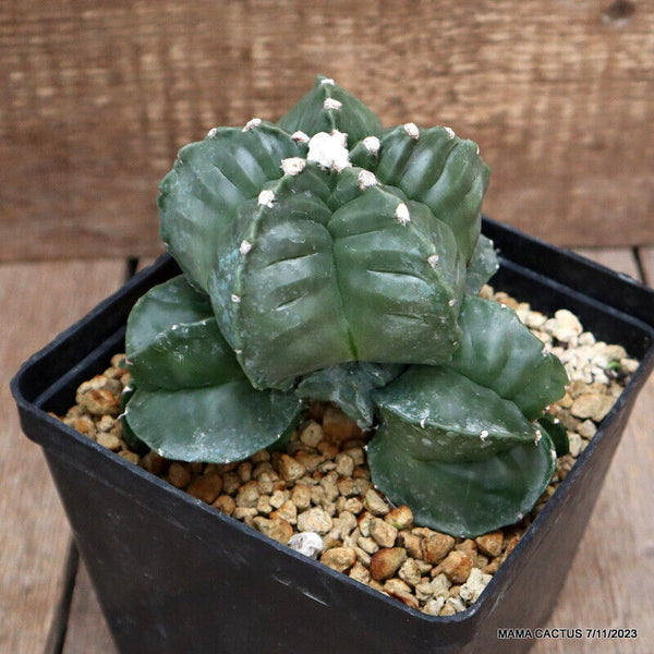 ASTROPHYTUM MYRIOSTIGMA KIKKO GRAFTED