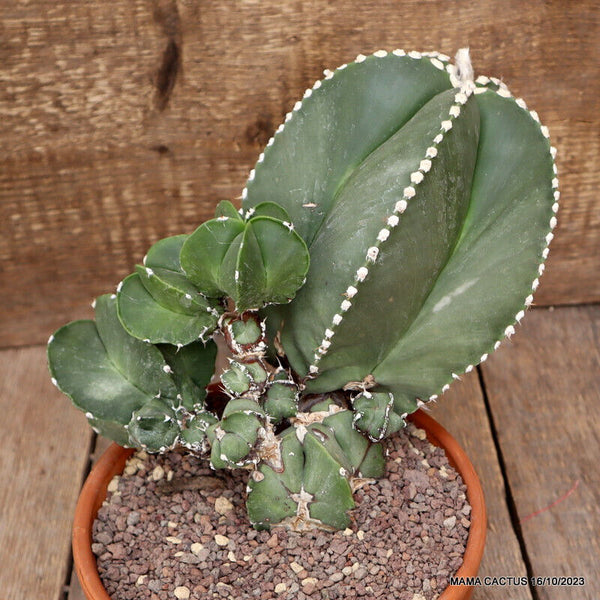 ASTROPHYTUM MYRIOSTIGMA MONSTER