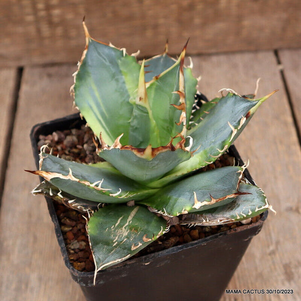 AGAVE TITANOTA VARIEGATED