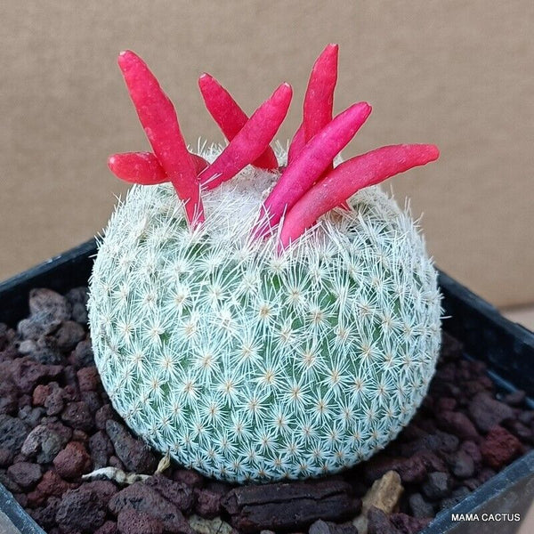 EPITHELANTHA MICROMERIS