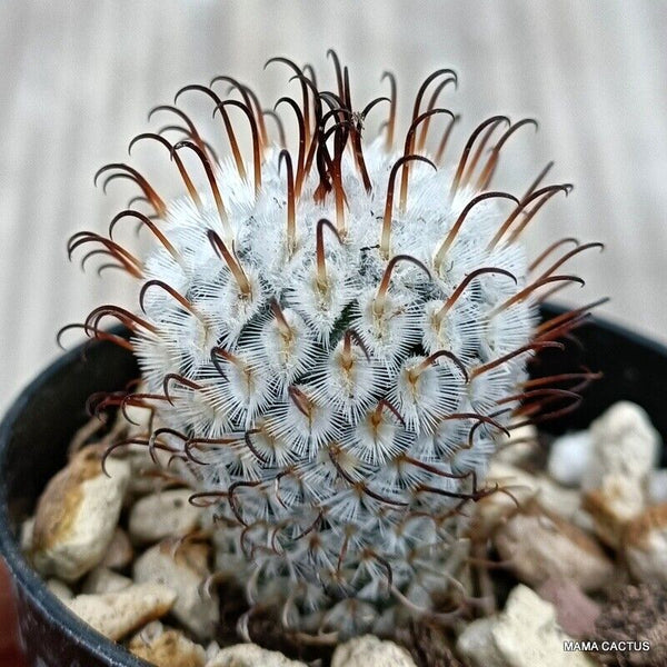 MAMMILLARIA PEREZ DELA ROSAE PEREZ BOMBA