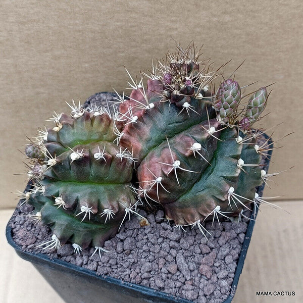 GYMNOCALYCIUM MIHANOVICHII