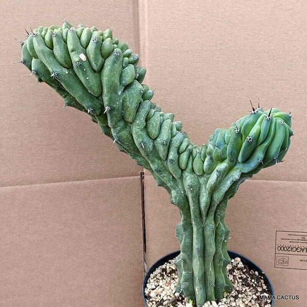 MYRTILLOCACTUS GEOMETRIZANS CRESTED