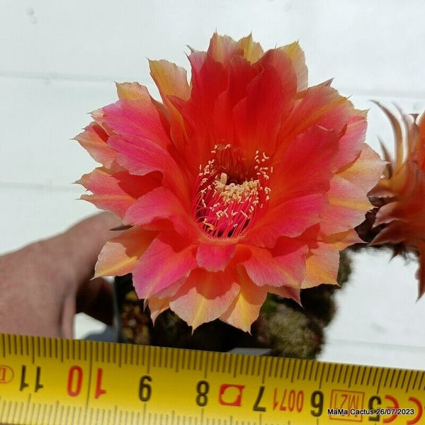 Flower  MaMa Cactus
