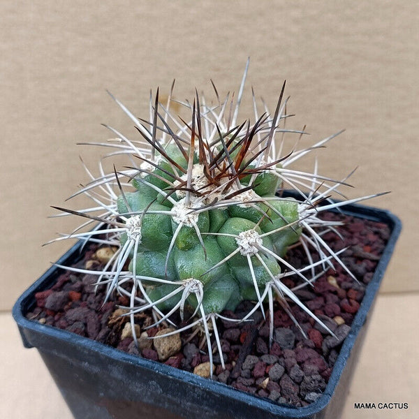 COPIAPOA BRIDGESII