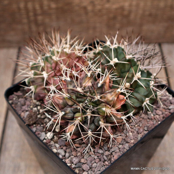 GYMNOCALYCIUM MIHANOVICHII VARIEGATED