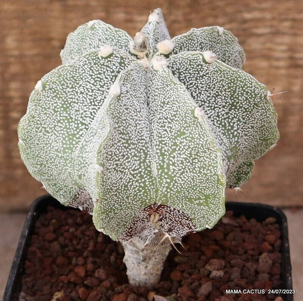 ASTROPHYTUM MYRIOSTIGMA ONZUKA