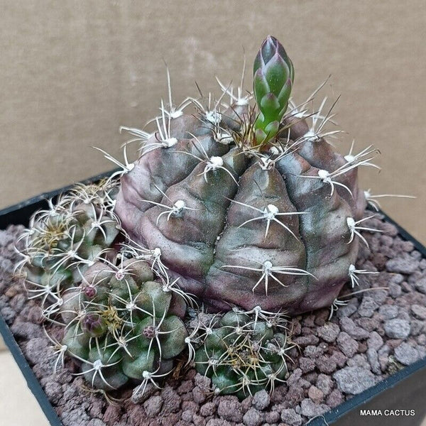 GYMNOCALYCIUM MIHANOVICHII
