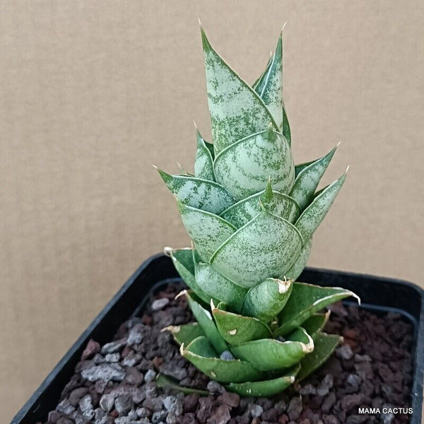 SANSEVIERIA PAGODA COMPACT FORM