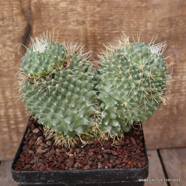 MAMMILLARIA SPINOSISSIMA UNPICO