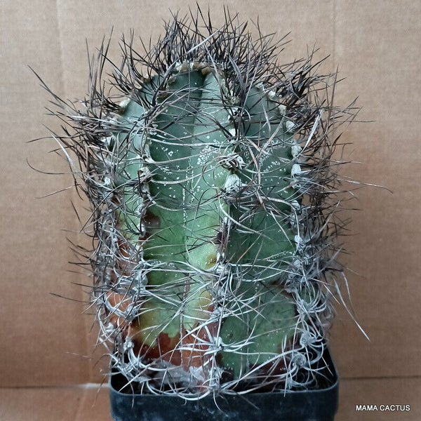 ASTROPHYTUM CAPRICORNE VERY OLD
