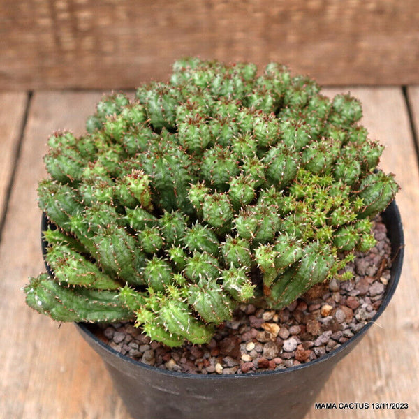EUPHORBIA SUBMAMMILLARIS MULTIPROLIFERA