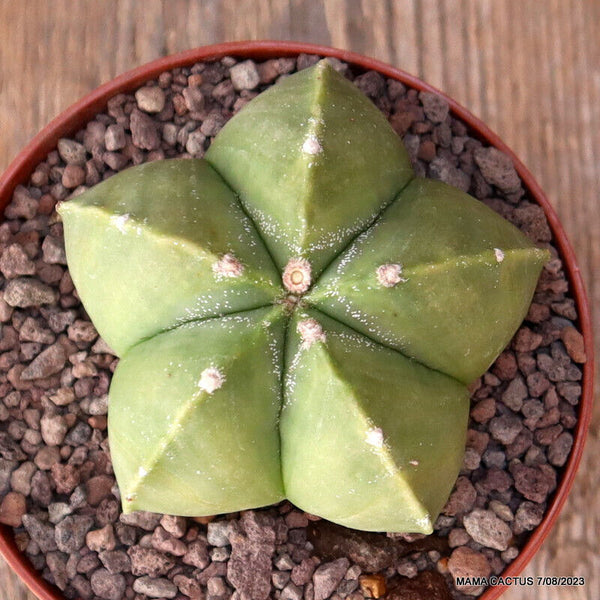 ASTROPHYTUM MYRIOSTIGMA NUDUM