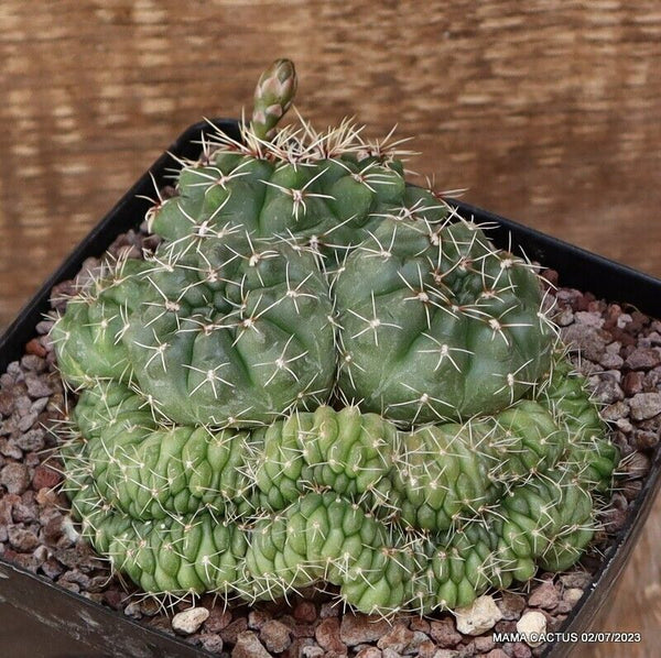 GYMNOCALYCIUM BALDIANUM CRESTED