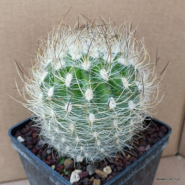 NEOPORTERIA NIDUS