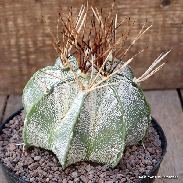 ASTROPHYTUM CRASSISPINUS NIVEUM