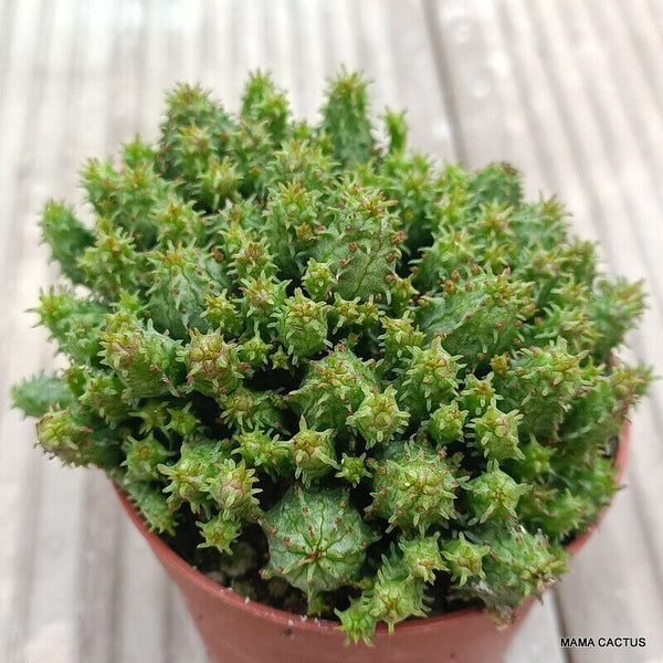EUPHORBIA CV. MULTIPROLIFERA