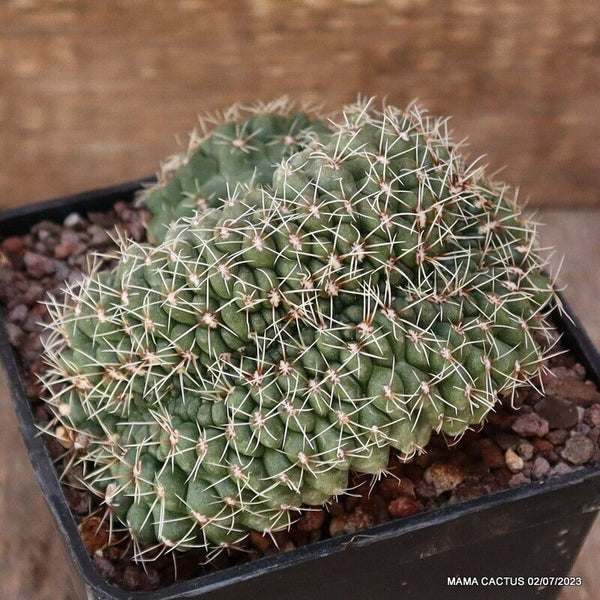 GYMNOCALYCIUM BALDIANUM CRESTED