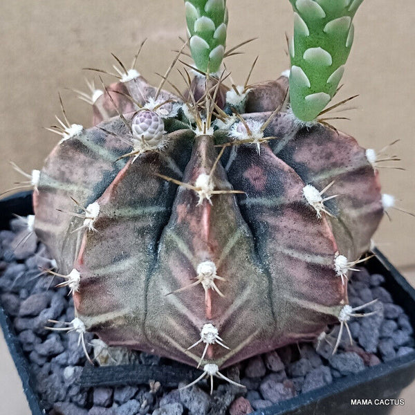 GYMNOCALYCIUM MIHANOVICHII
