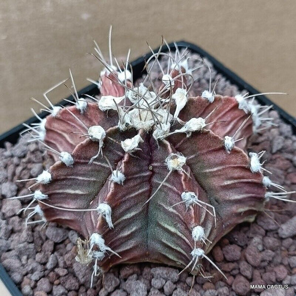 GYMNOCALYCIUM FRIEDRICHII