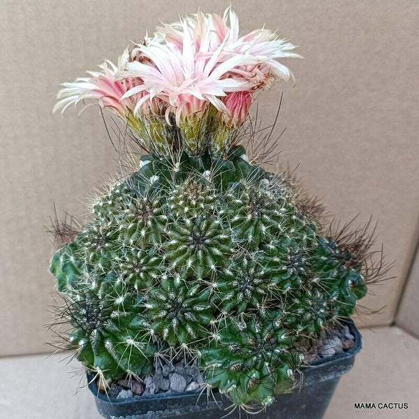 NEOPORTERIA SUBGIBBOSA PROLIFICA