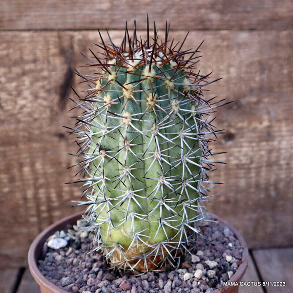 COPIAPOA COQUIMBANA