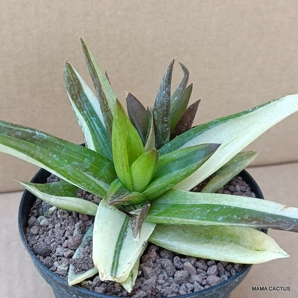 A9818 HAWORTIA SP. VARIEGATED pot10-H9-W16 cm MaMa Cactus
