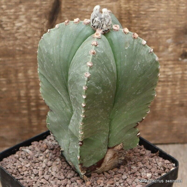 ASTROPHYTUM MYRIOSTIGMA NUDUM