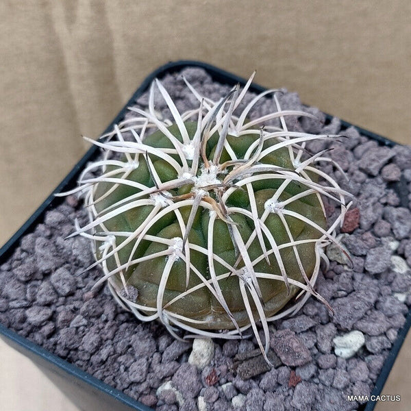 GYMNOCALYCIUM SPEGAZZINII