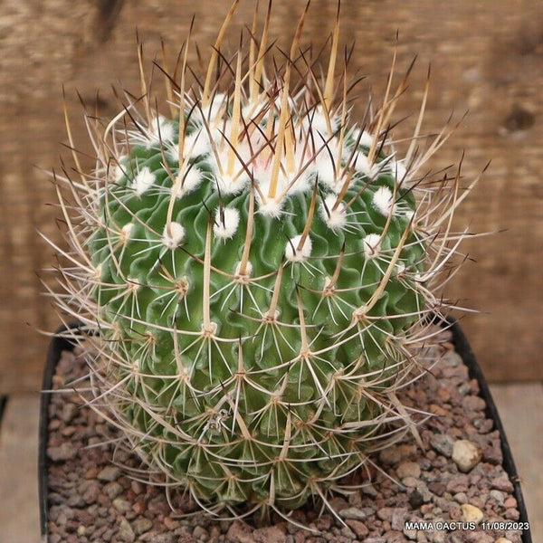 ECHINOFOSSULOCACTUS LAMELLOSUS