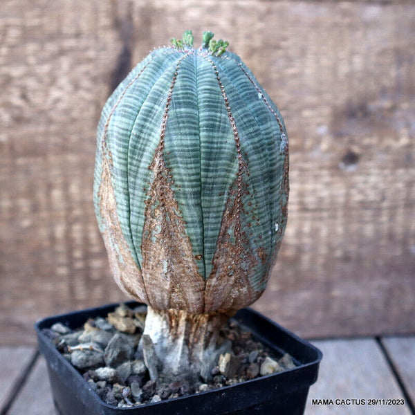 EUPHORBIA OBESA ARROW OLD