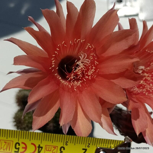 Flower  MaMa Cactus