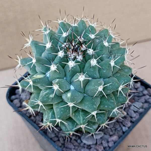 MAMMILLARIA MYSTAX
