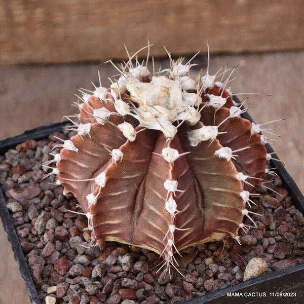 GYMNOCALYCIUM MIHANOVICHII